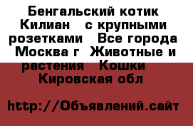 Бенгальский котик Килиан , с крупными розетками - Все города, Москва г. Животные и растения » Кошки   . Кировская обл.